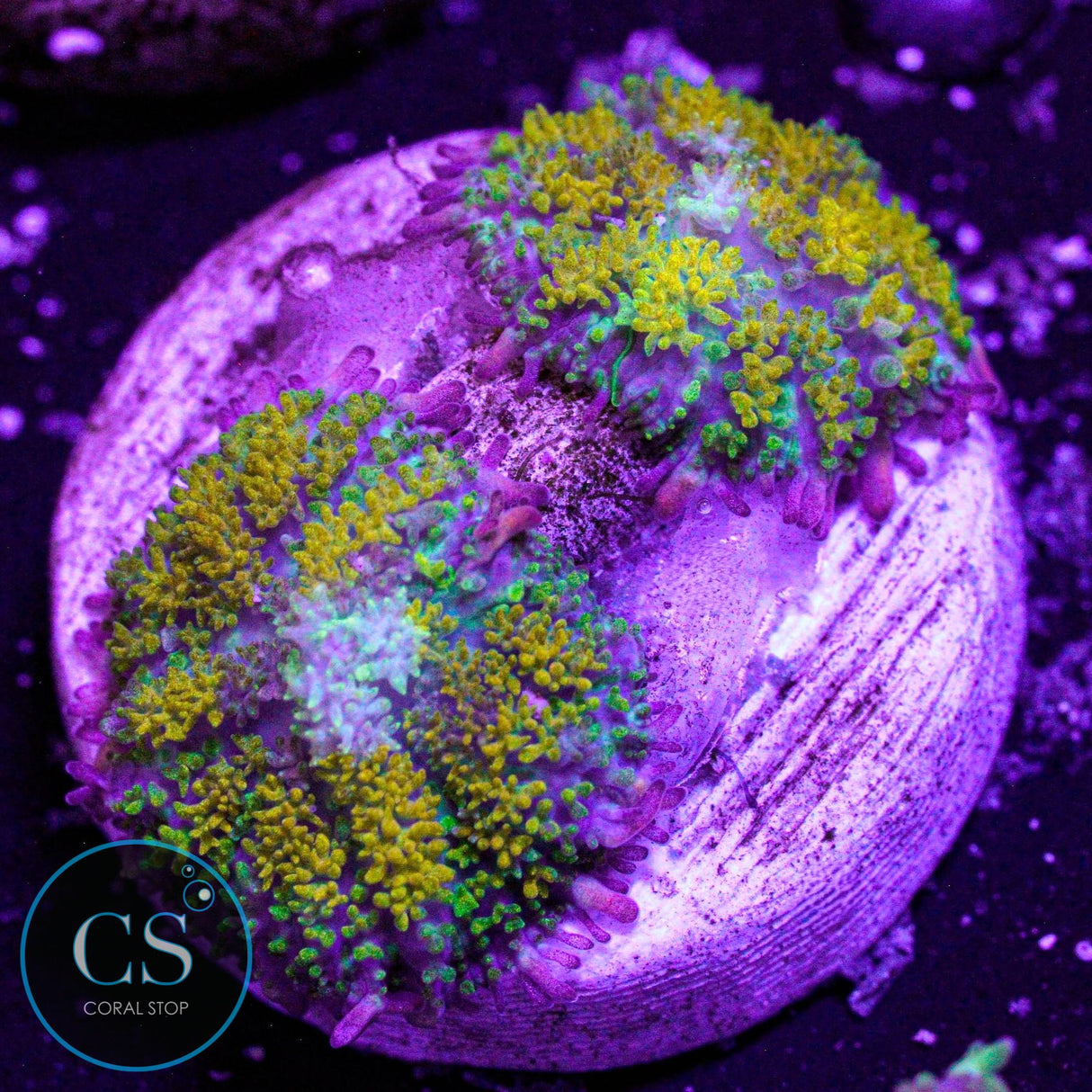 Gonzo Gold Dragon Bounce Mushroom