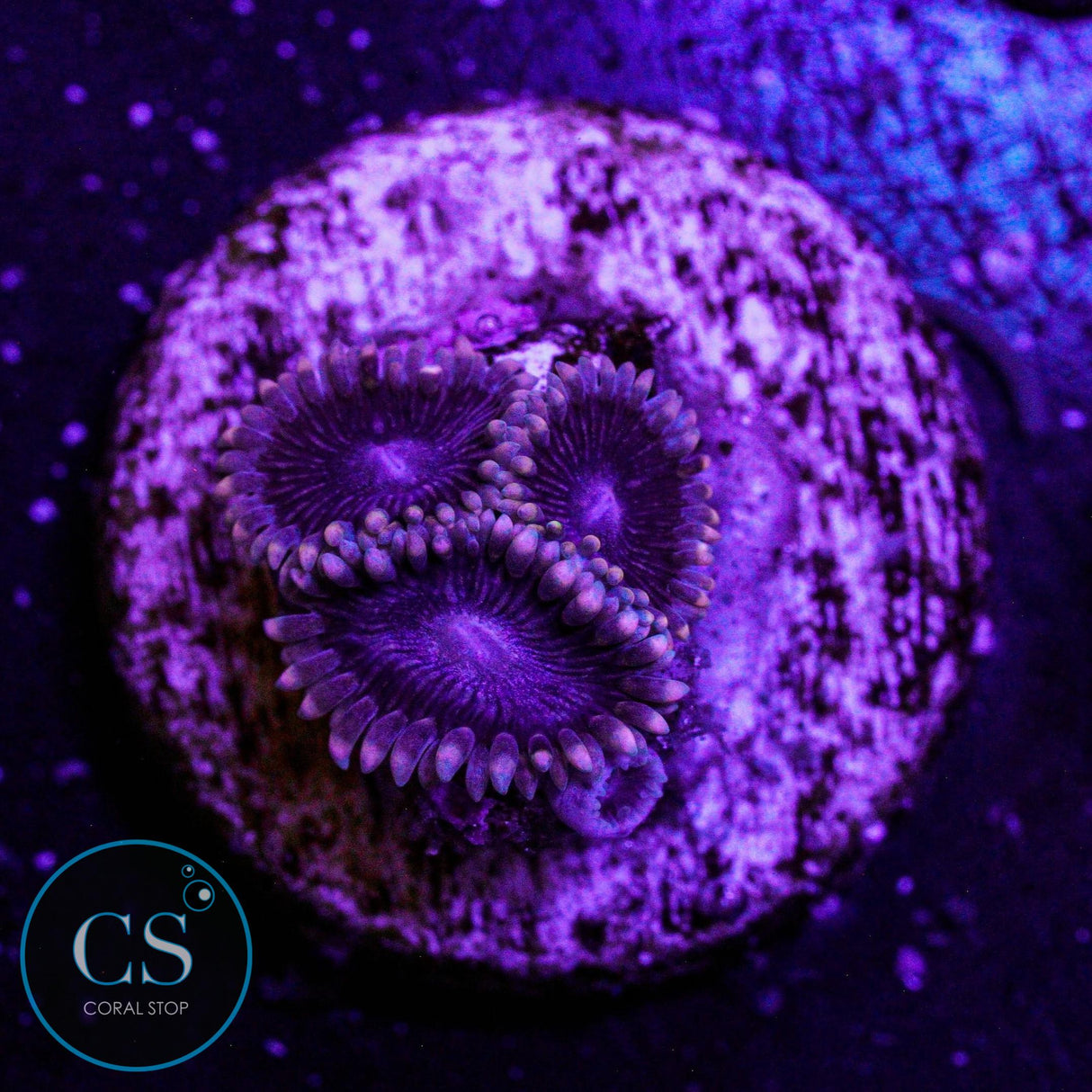 Black "People Eater" Zoa