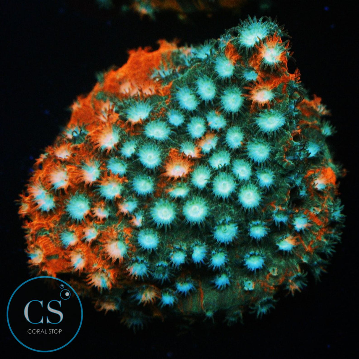 JF FENDER BENDER CYPHASTREA