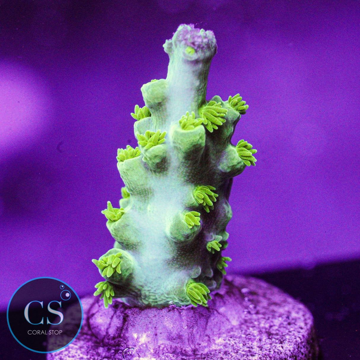 RR Marvin The Martian Acro