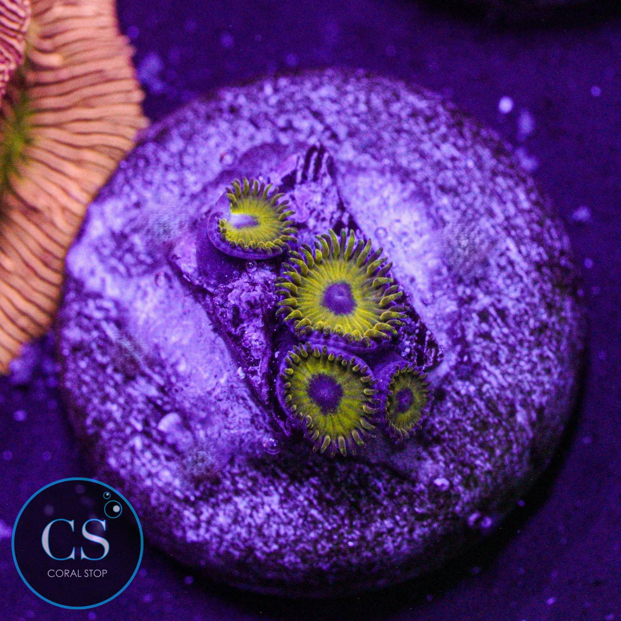 Rare Black Pikachu Zoa
