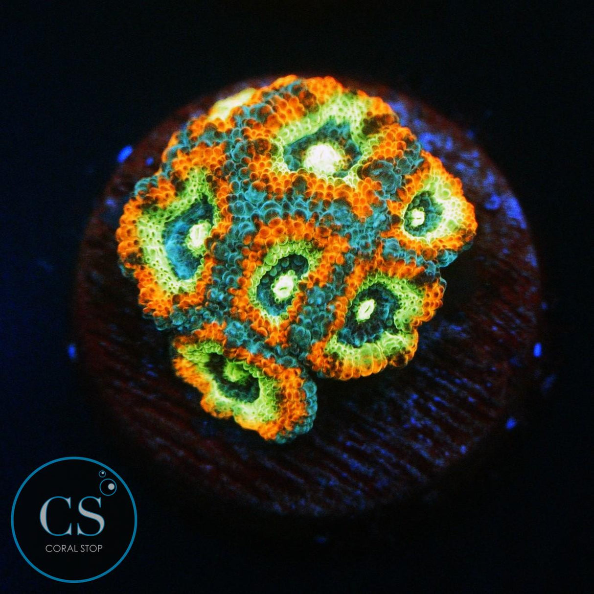 HOLY GRAIL MICROMUSSA