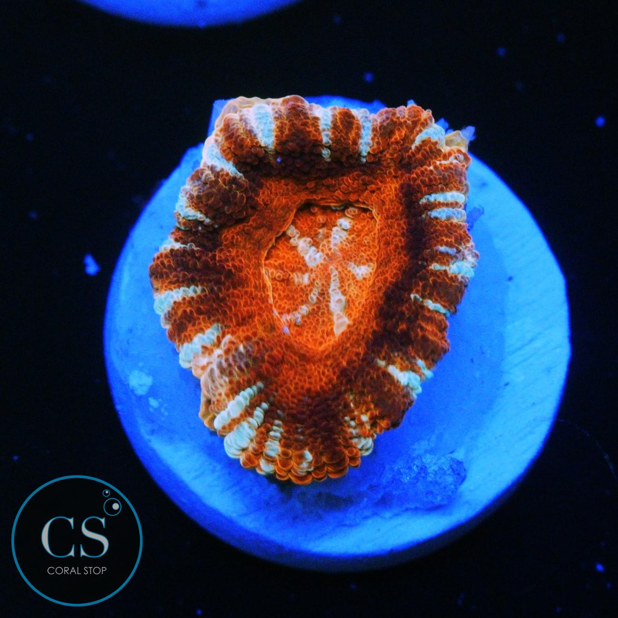 MYSTERIO ASIAN ACAN