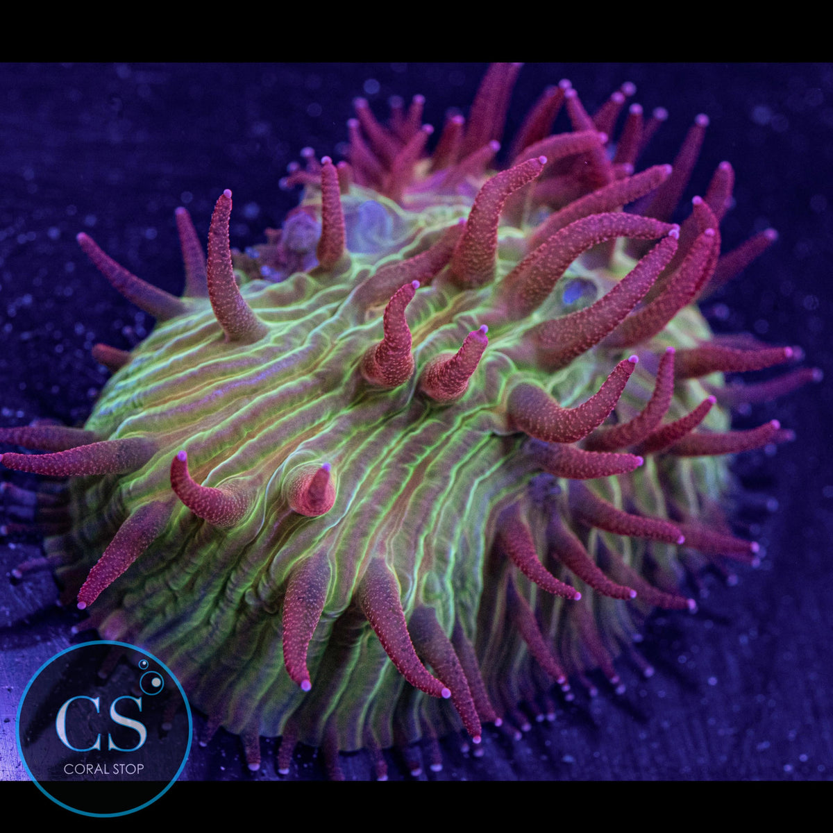 Flame Tip Diaseris Plate