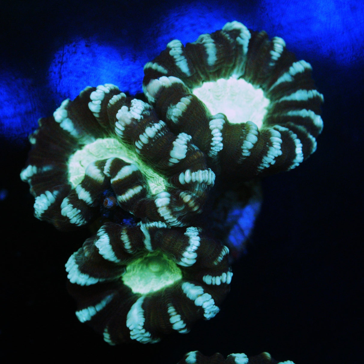 ALIEN EYE CANDY CANE CORAL