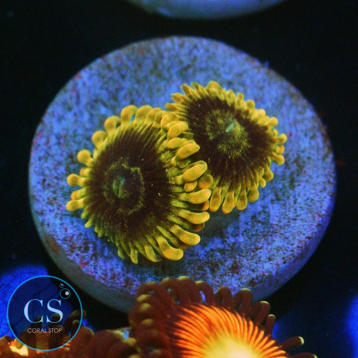 RAINBOW YODA ZOA