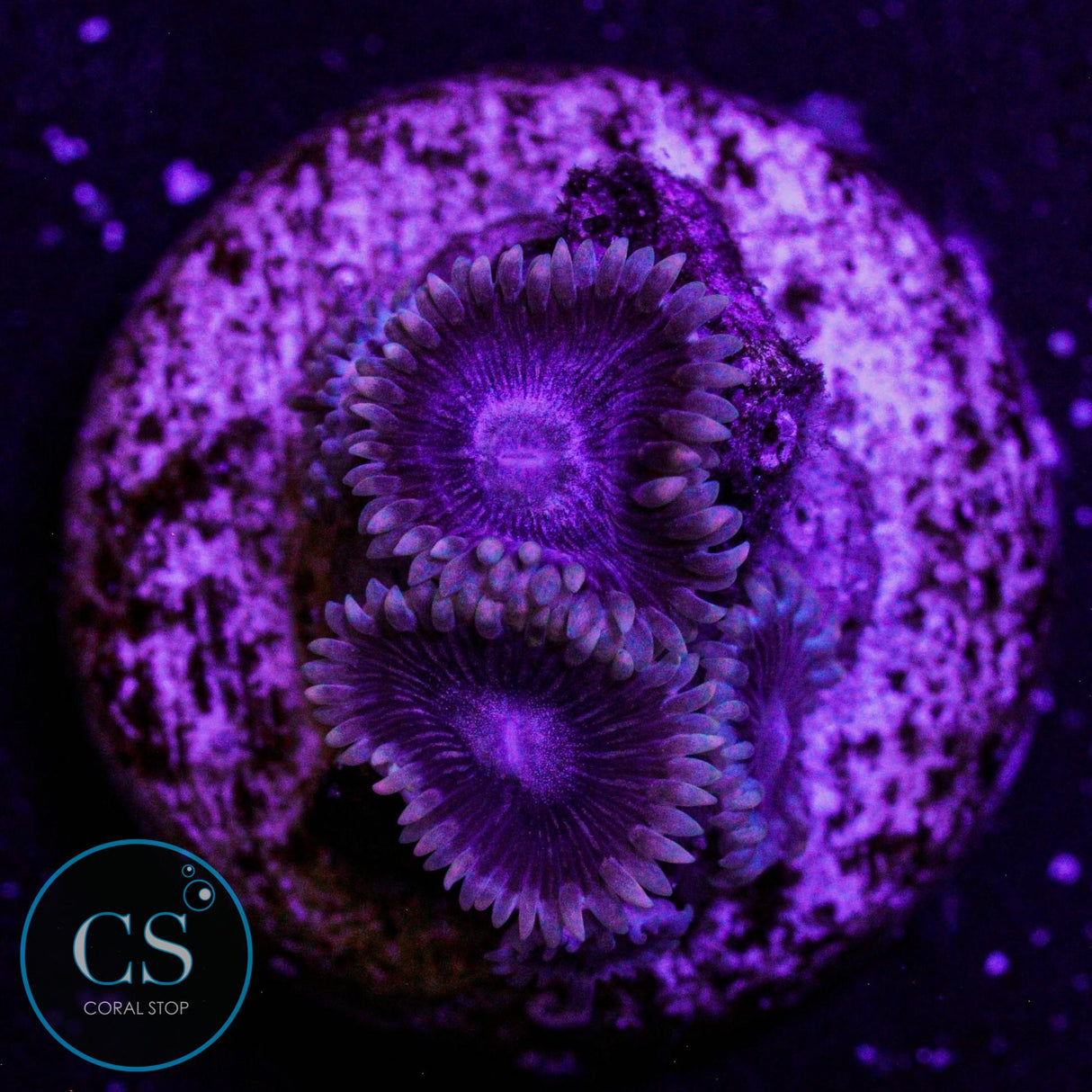 Black "People Eater" Zoa