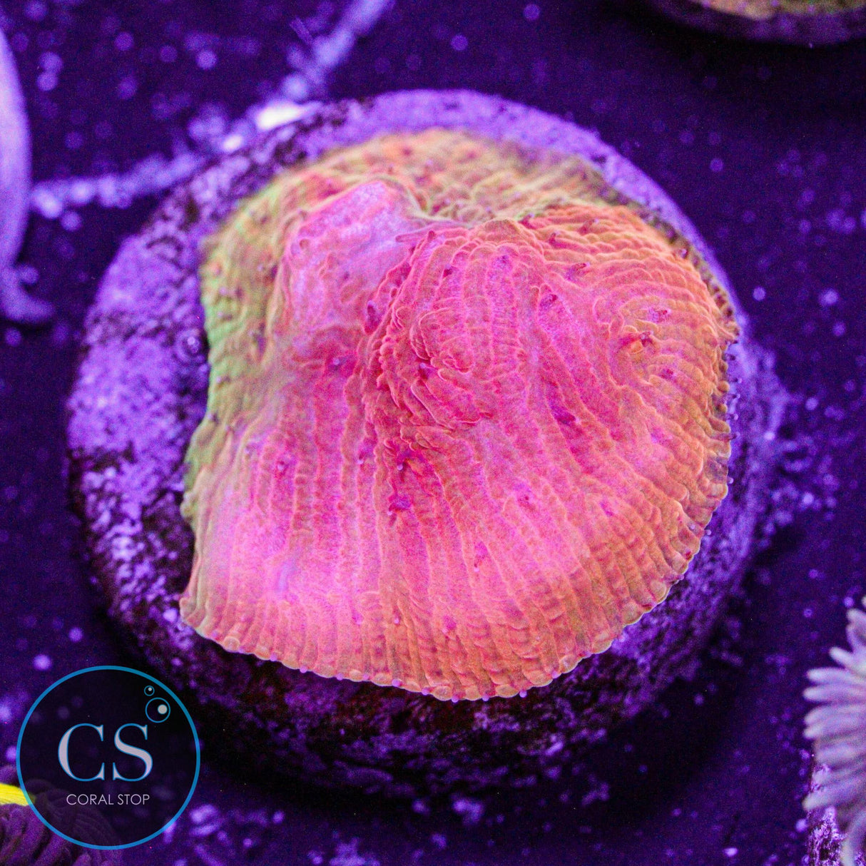 WWC Grafted Diablo Diaseris Plate