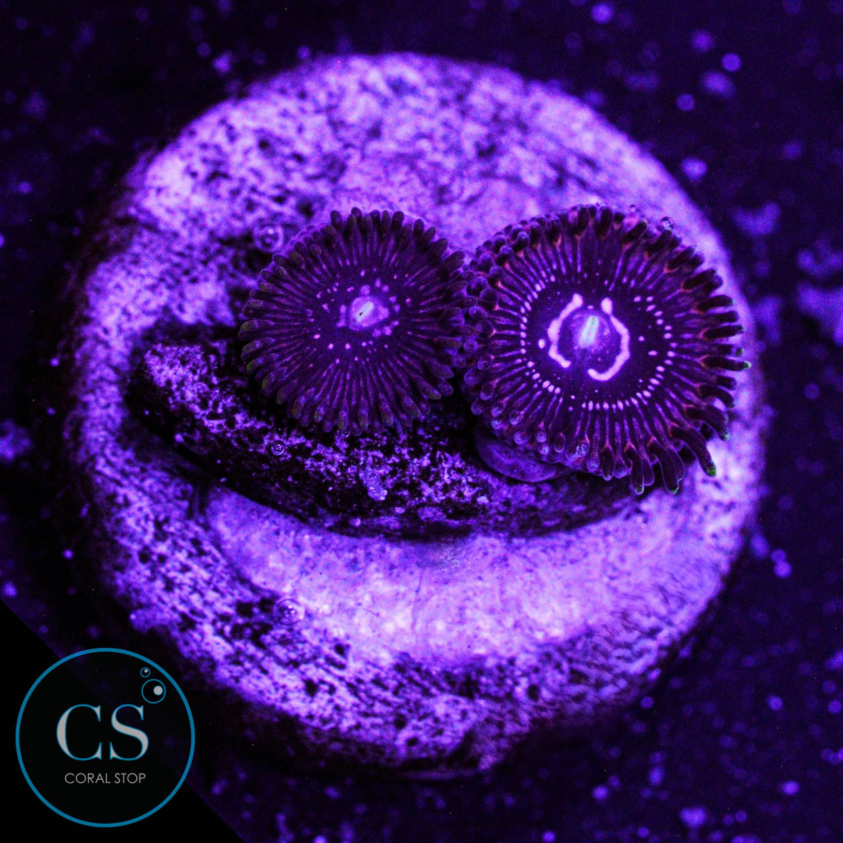 WWC Black Orchid Zoa