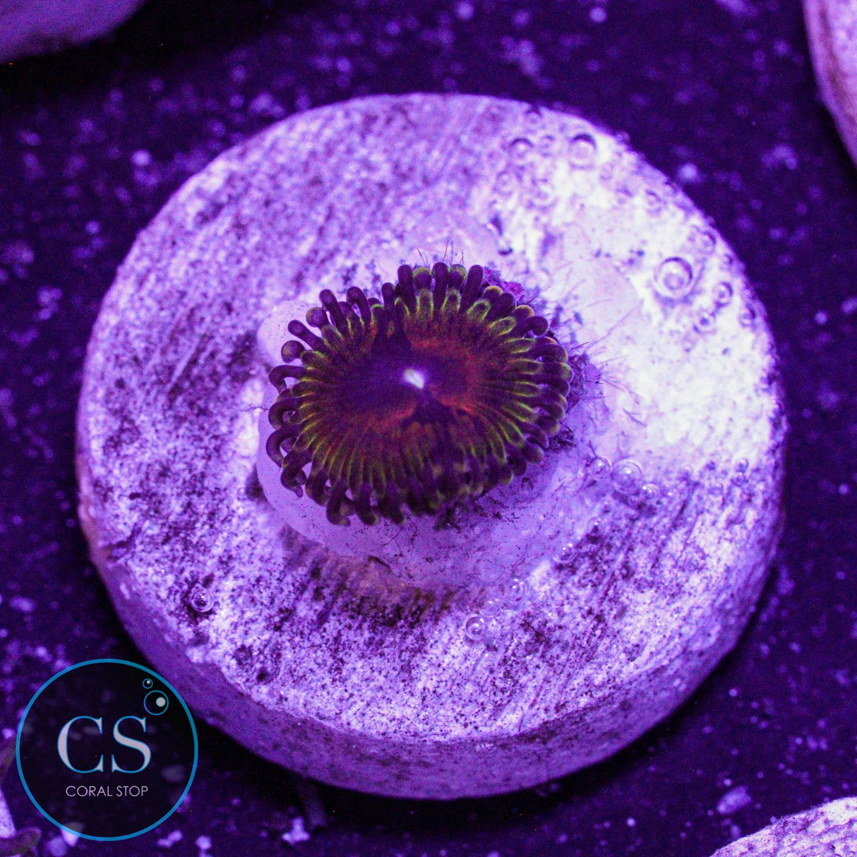 Reverse Hallucination Zoa