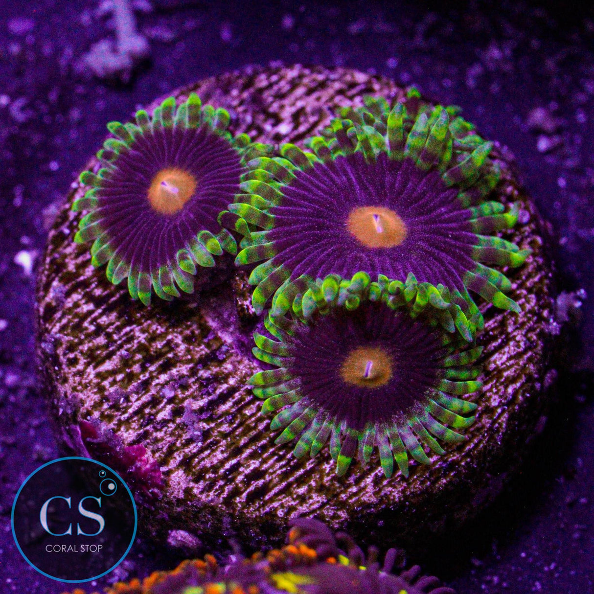 Widow Maker Zoa