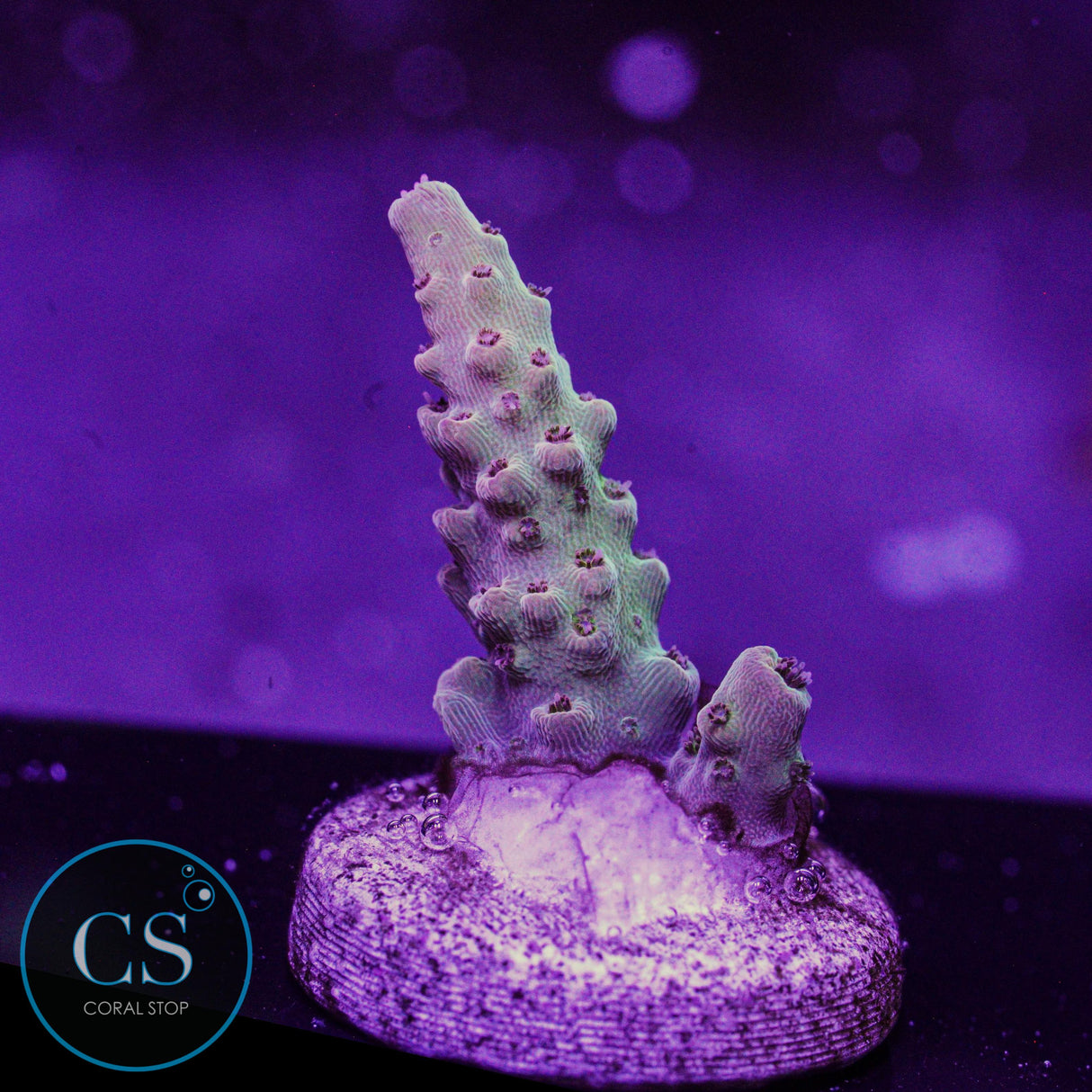 SBB Candy World Acro