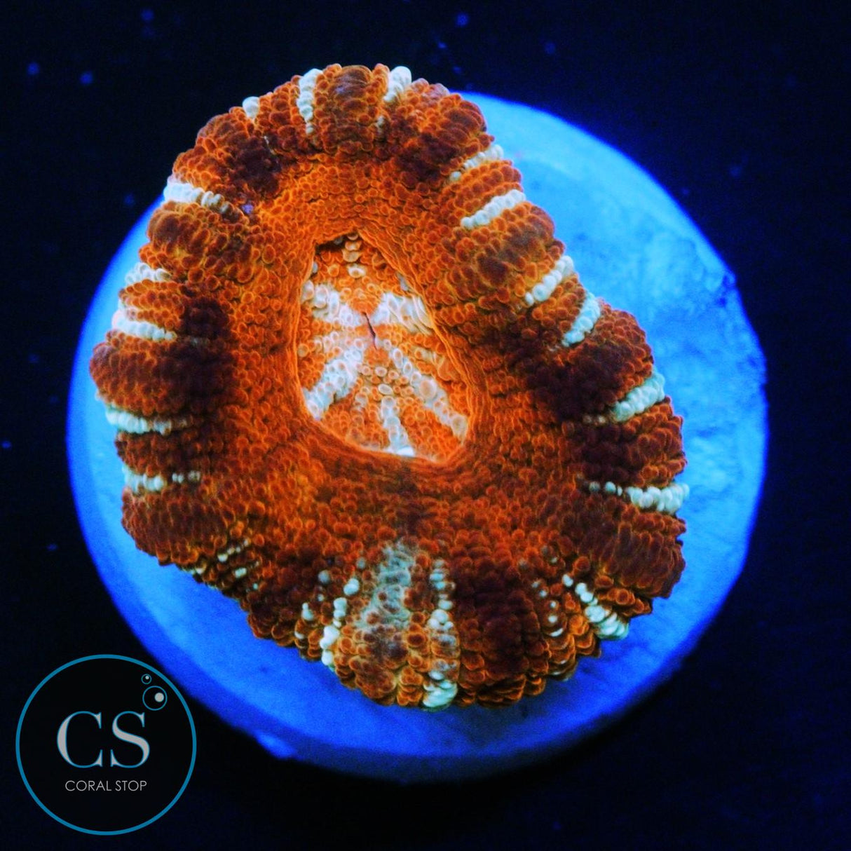 MYSTERIO ASIAN ACAN
