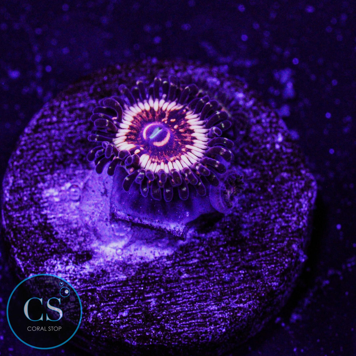 LCH Spectral Shockwave Zoa
