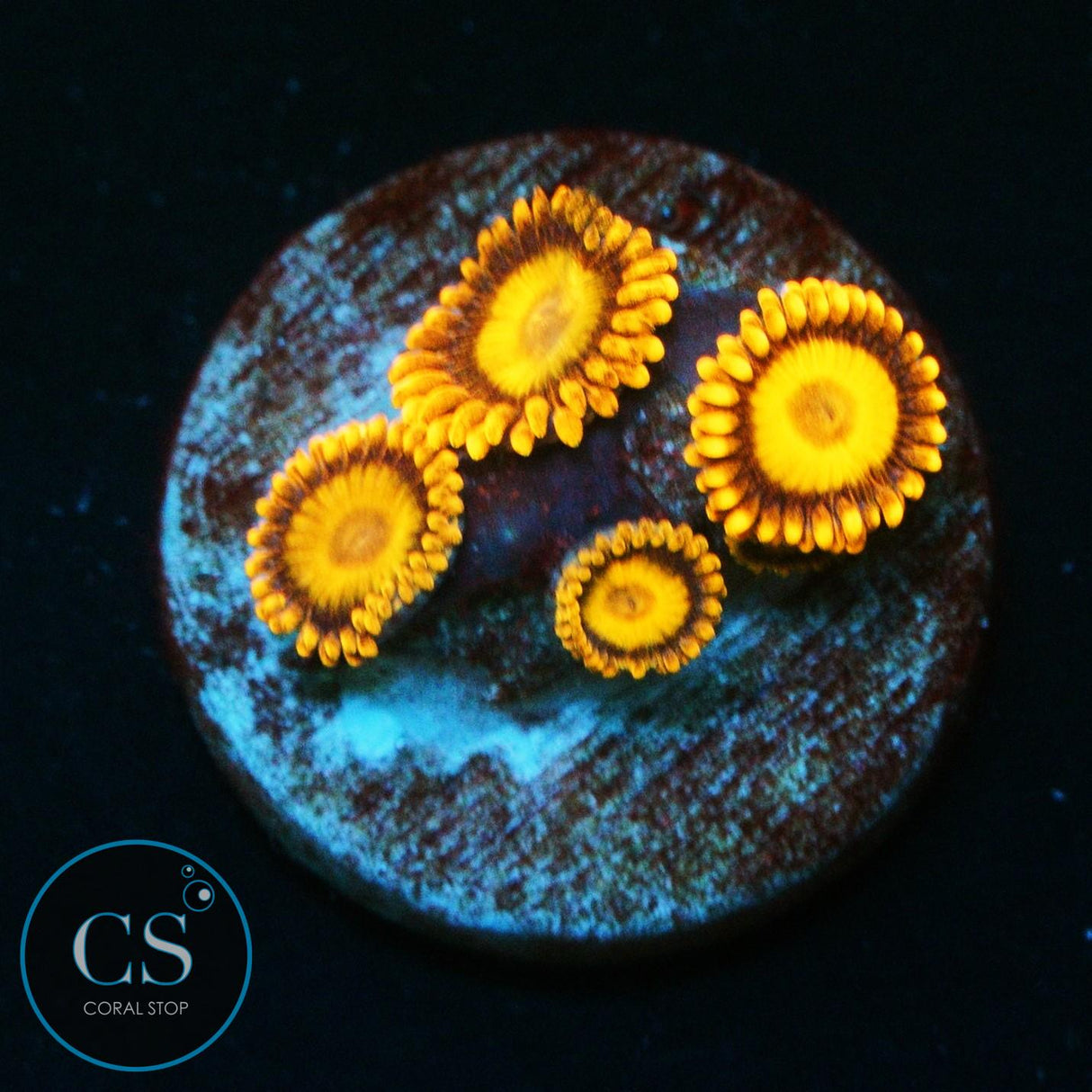 ORANGE OXIDE ZOA