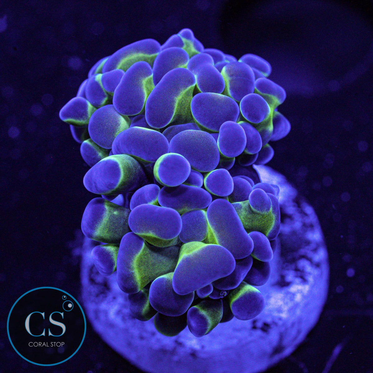 OG Hologram Hammer