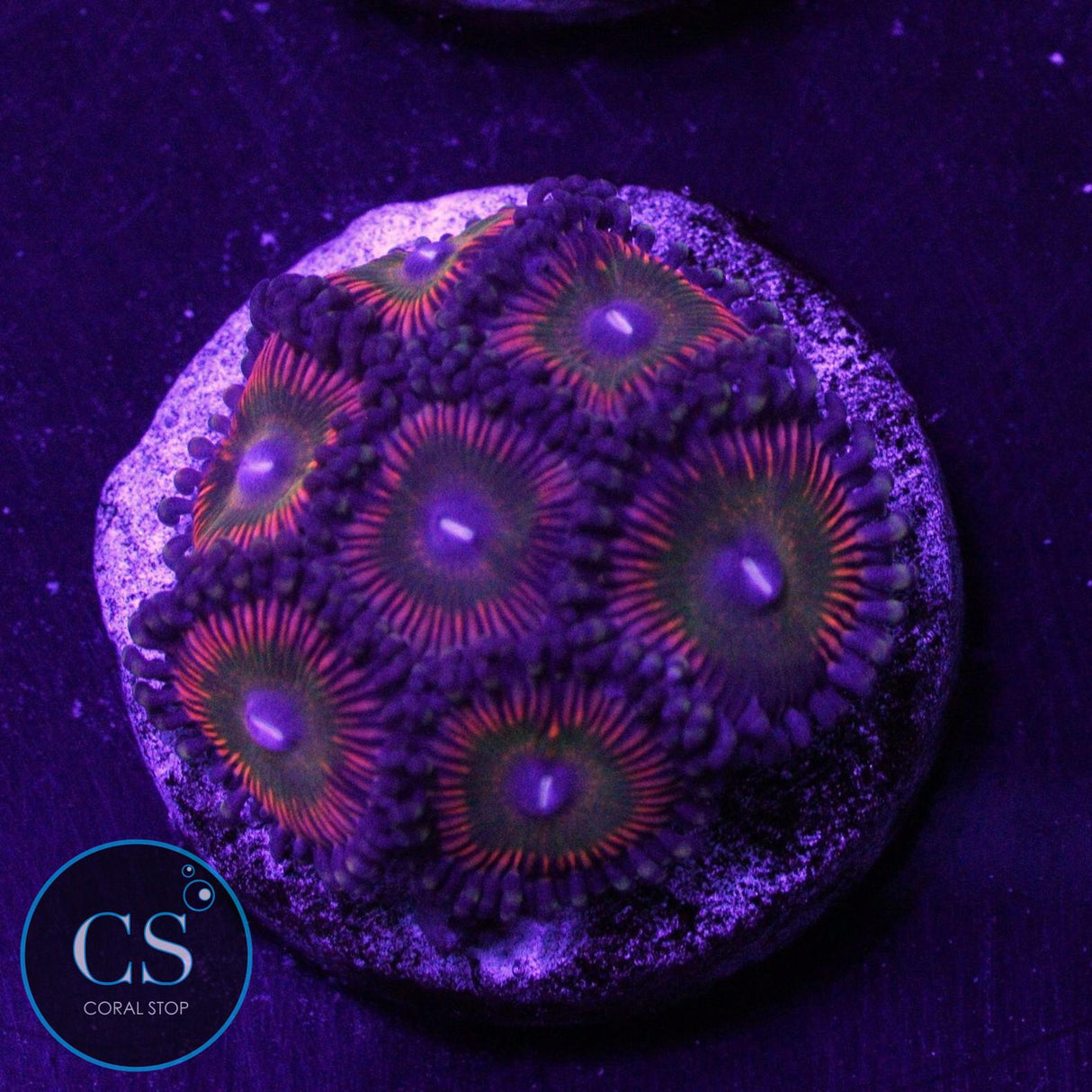 CS RAINBOW BOMB ZOA