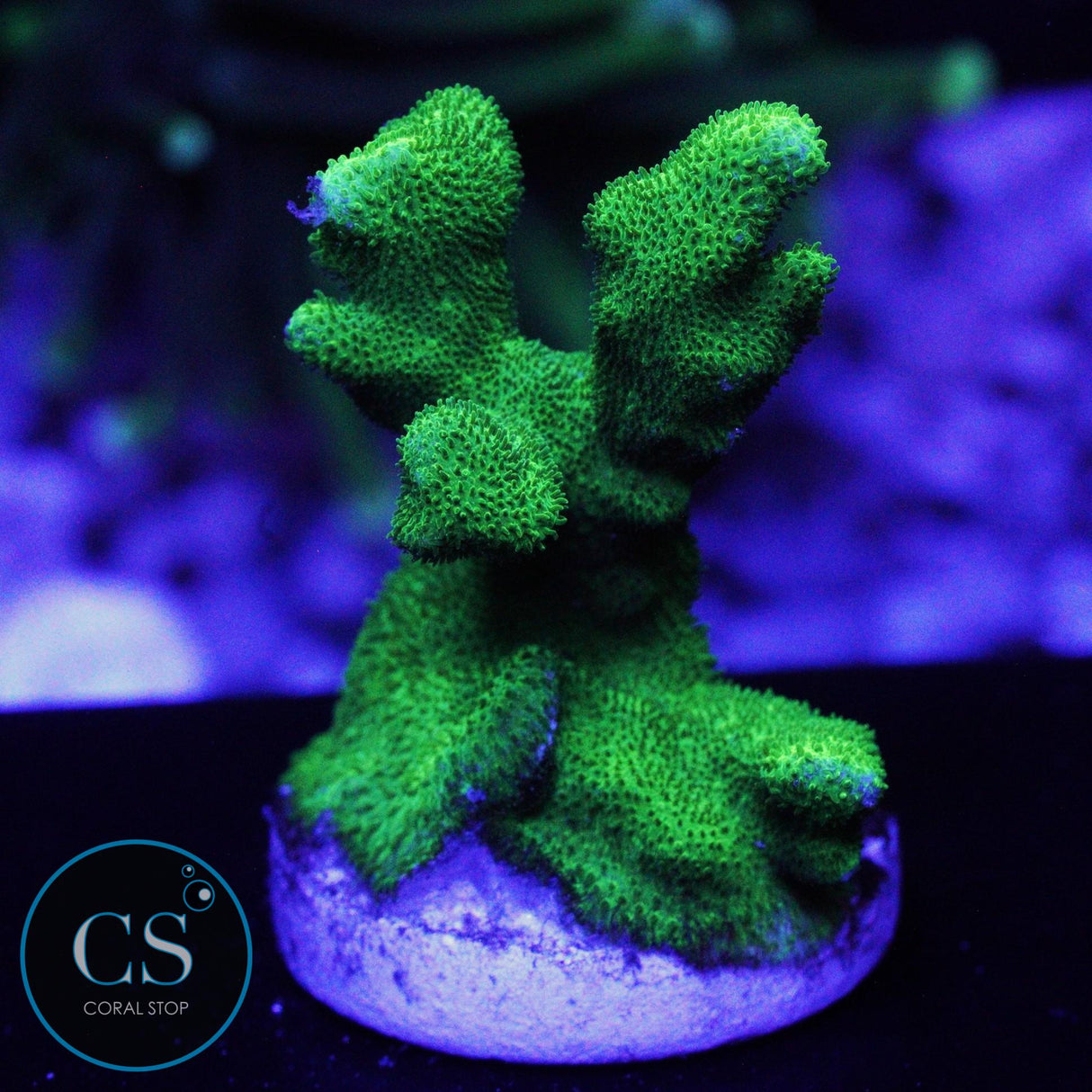 NEON GREEN BRANCH PSAMMACORA