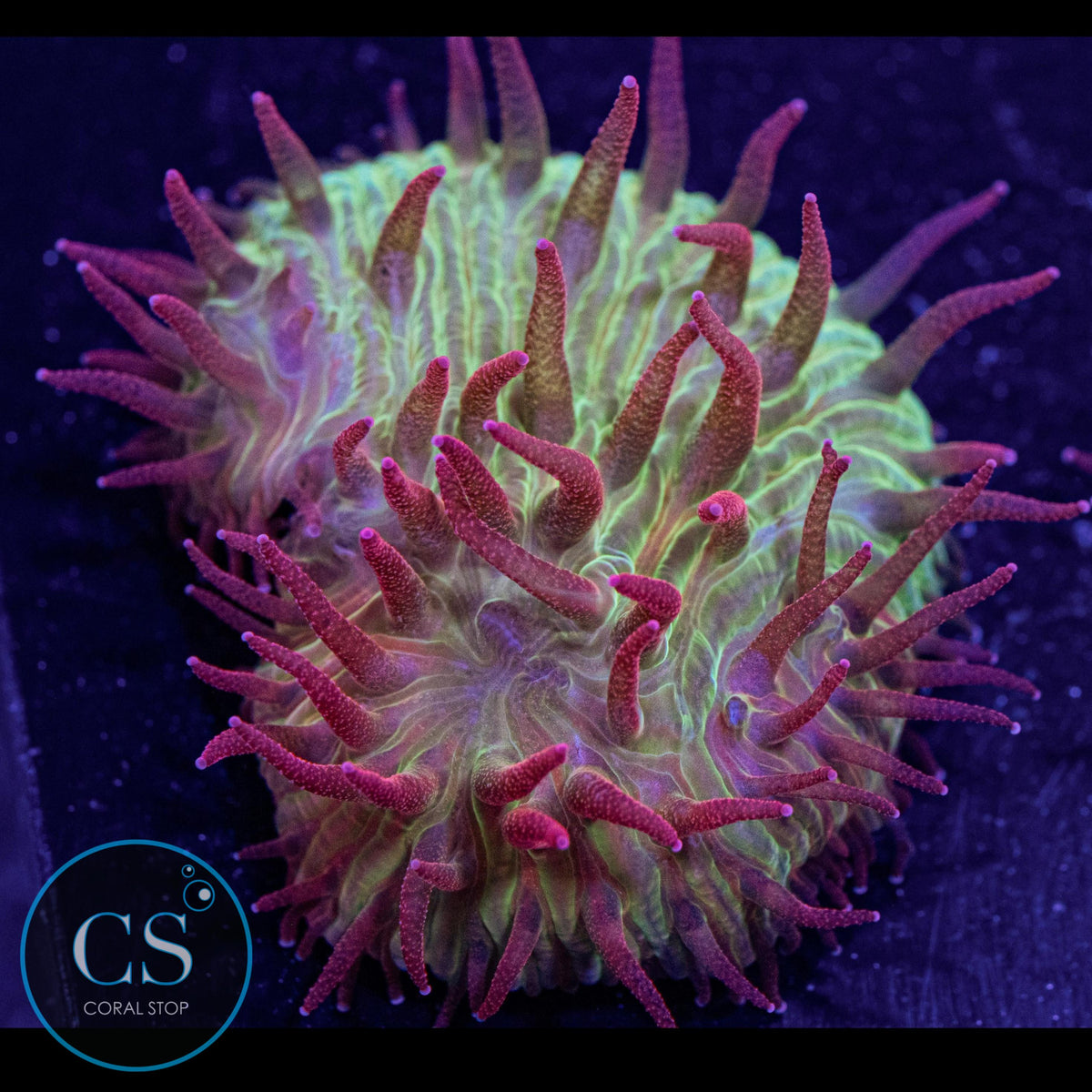 Flame Tip Diaseris Plate