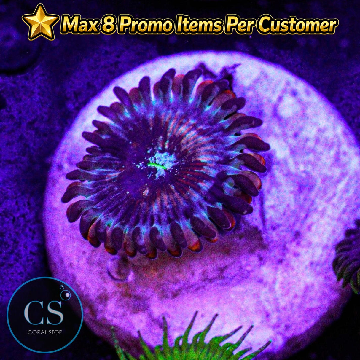 CB White Zombie Zoa