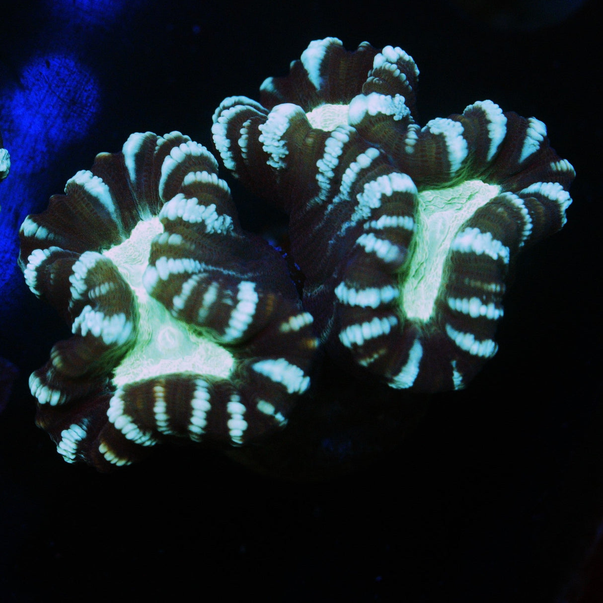 ALIEN EYE CANDY CANE CORAL