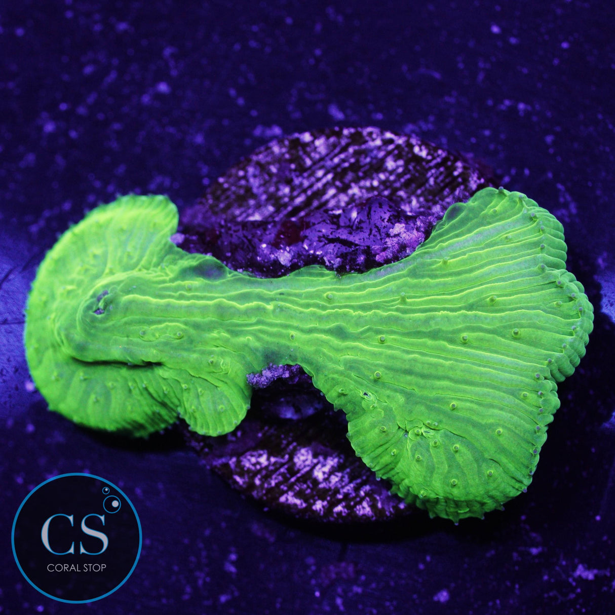 Kryptonite Diaseris Plate