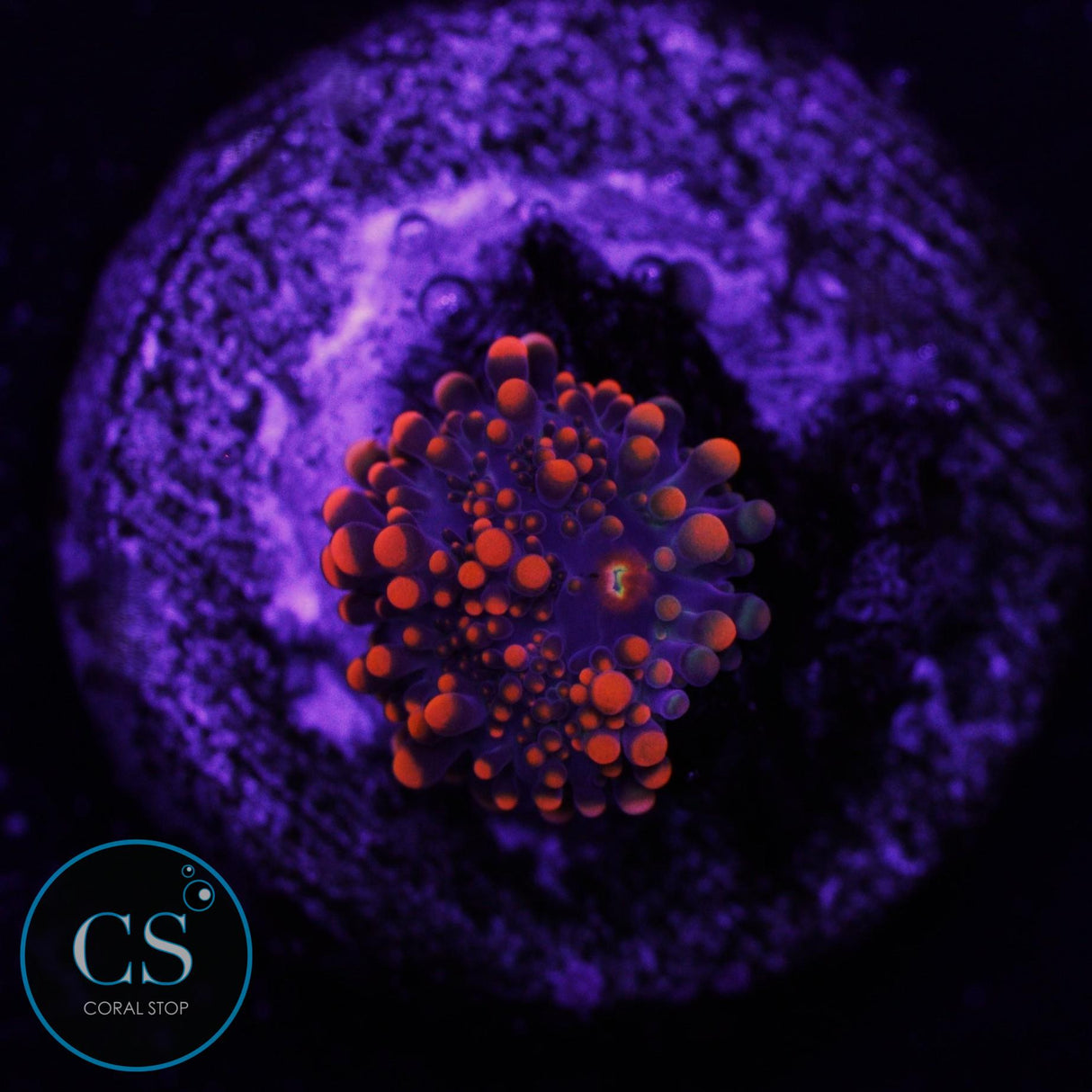 Baby King Kong Yuma Mushroom