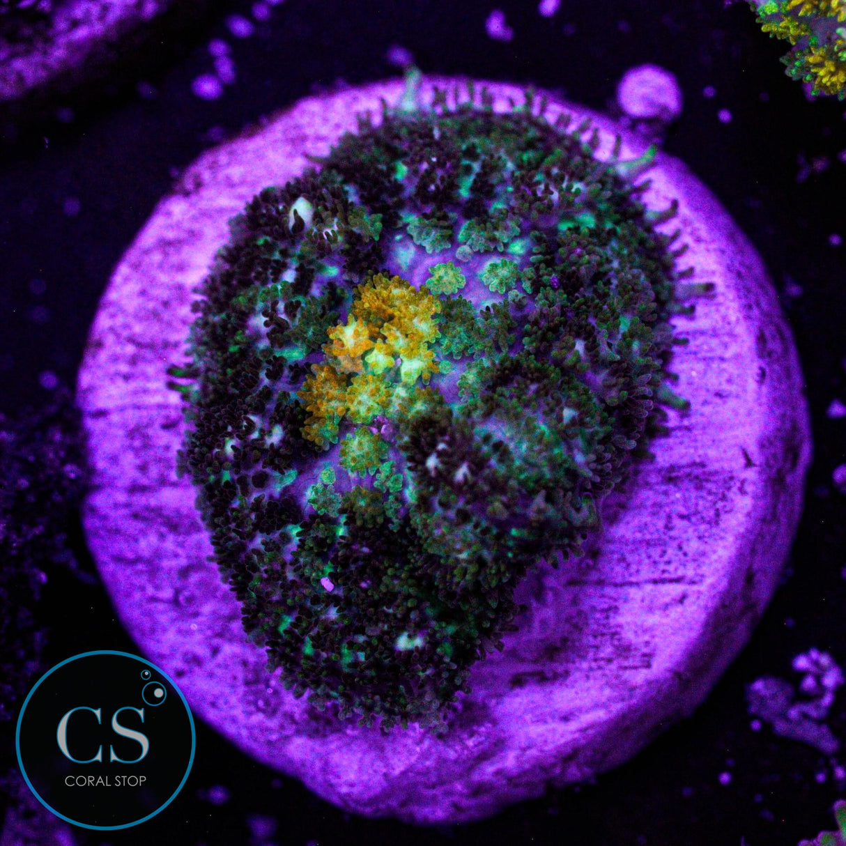 Powerball Bounce Mushroom