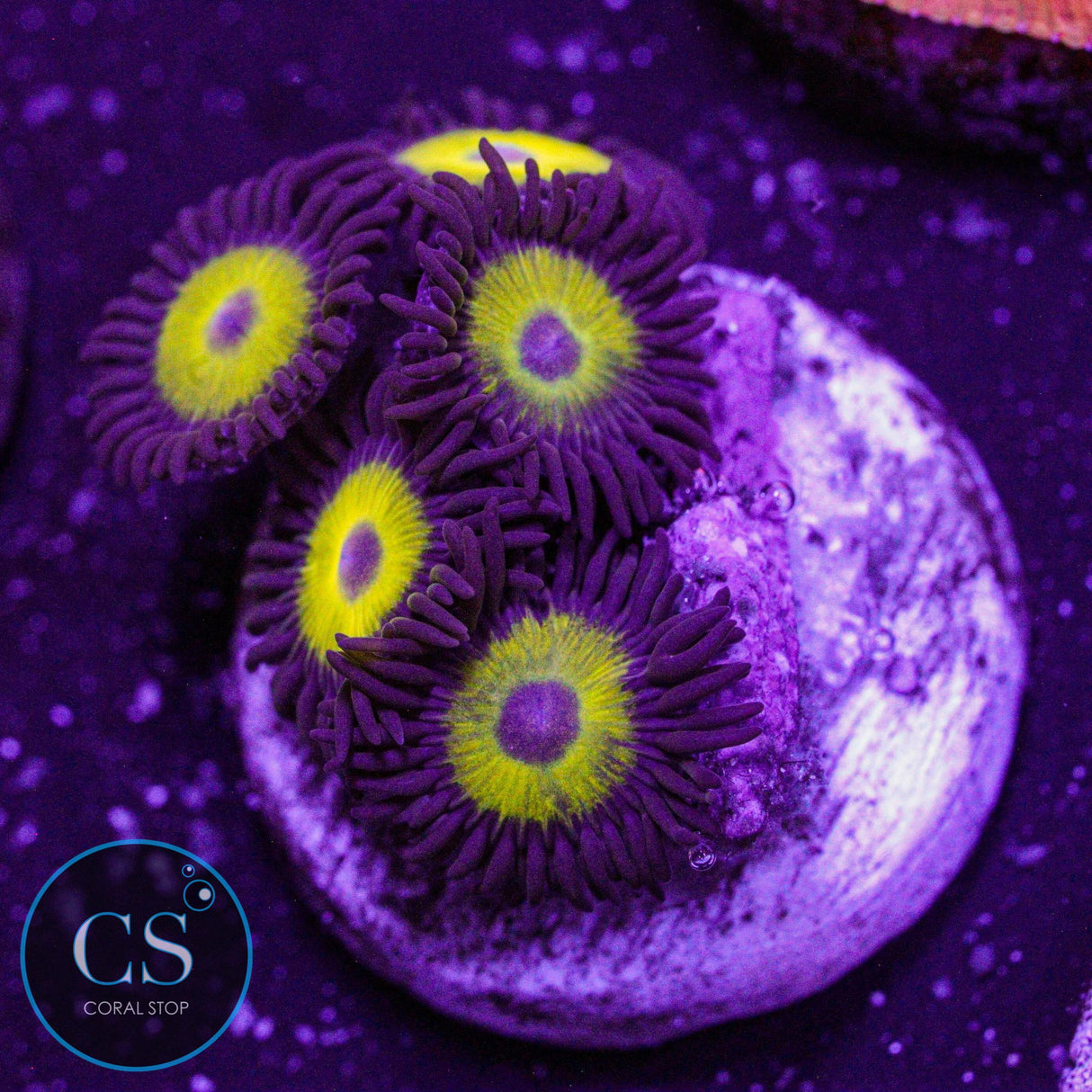 Yellow Belly Zoa