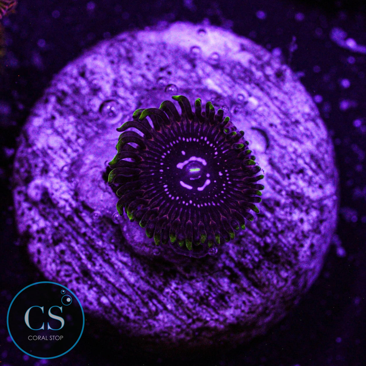 WWC Black Orchid Zoa