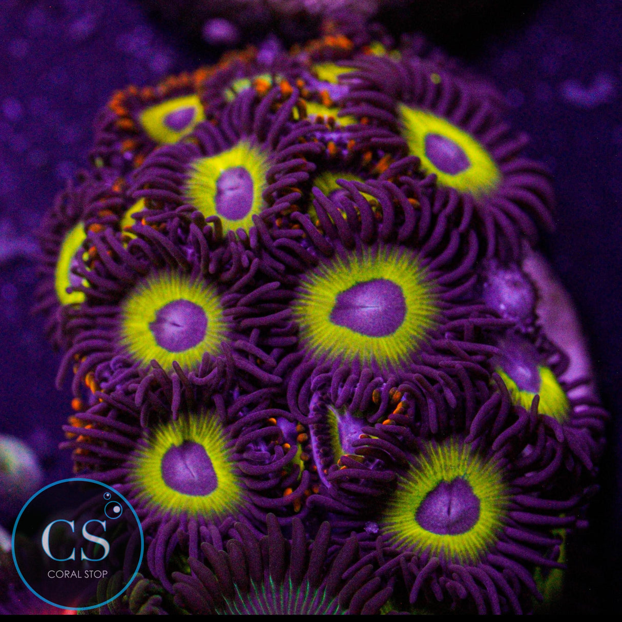 Combo Zoa