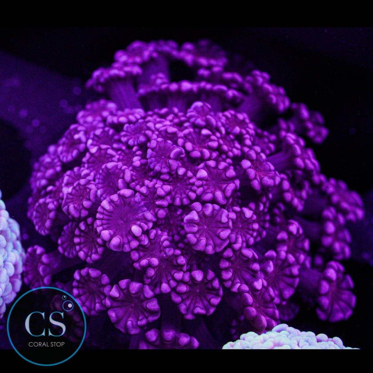 Rare Ruby Red Alveopora