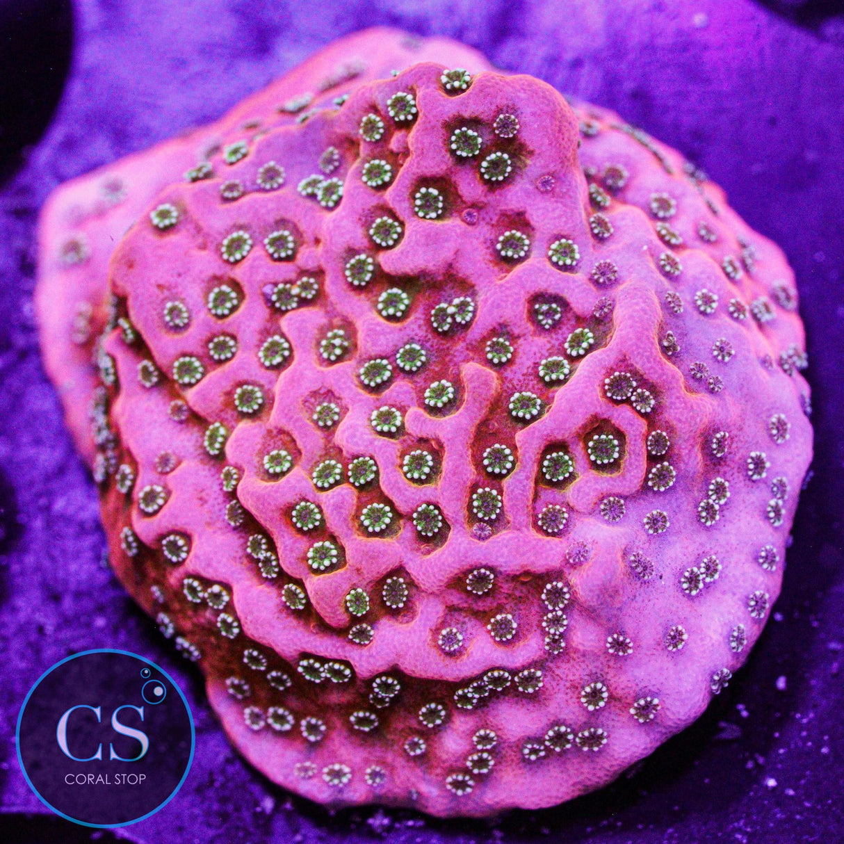 JF Silver Bullet Montipora