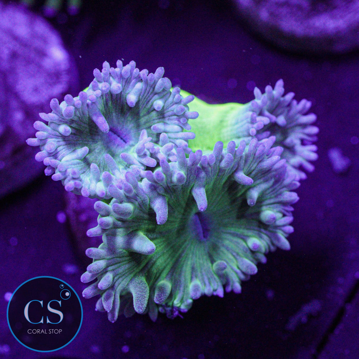 Green Duncan