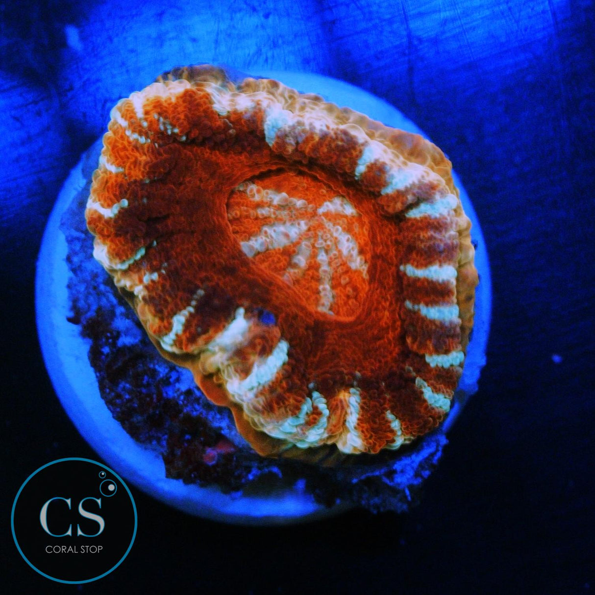 MYSTERIO ASIAN ACAN