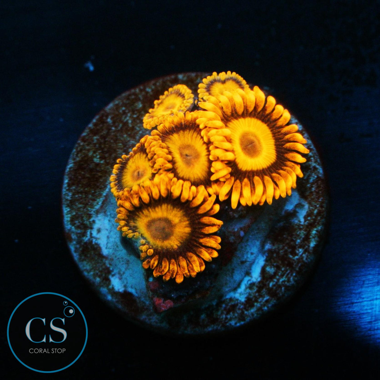 ORANGE OXIDE ZOA