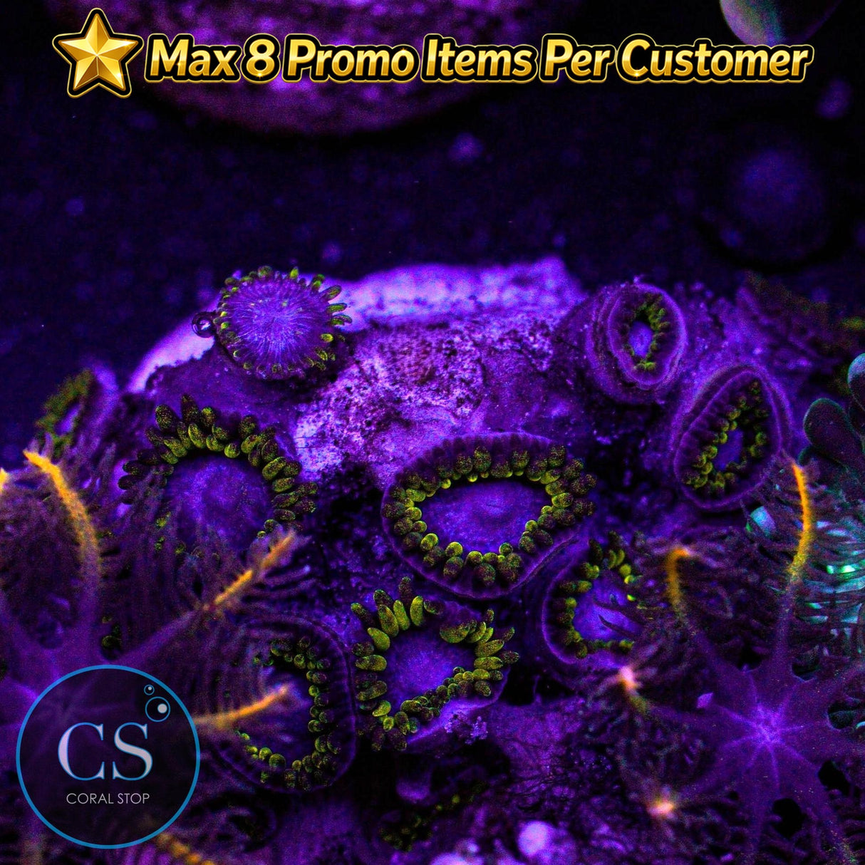 Combo Zoa