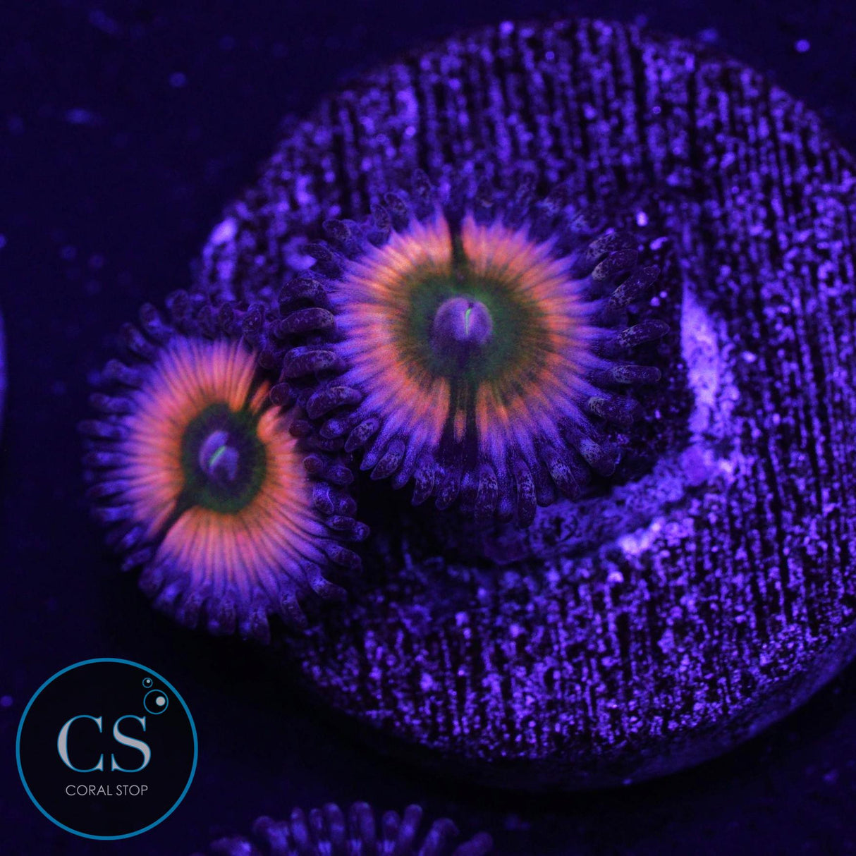 JF Rainbow Infusion Zoa