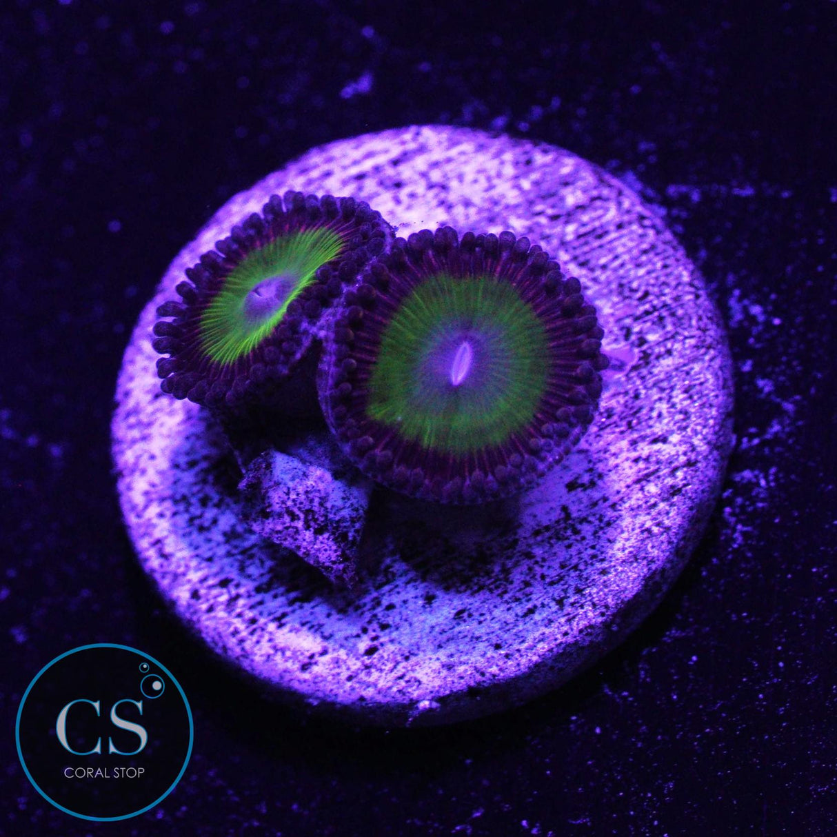 Candy Apple Pink Zoa