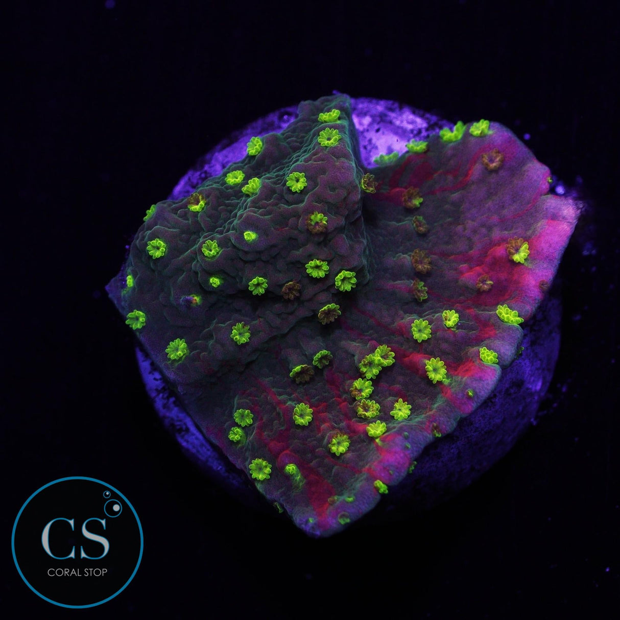 WWC Sunfire Grafted Montipora