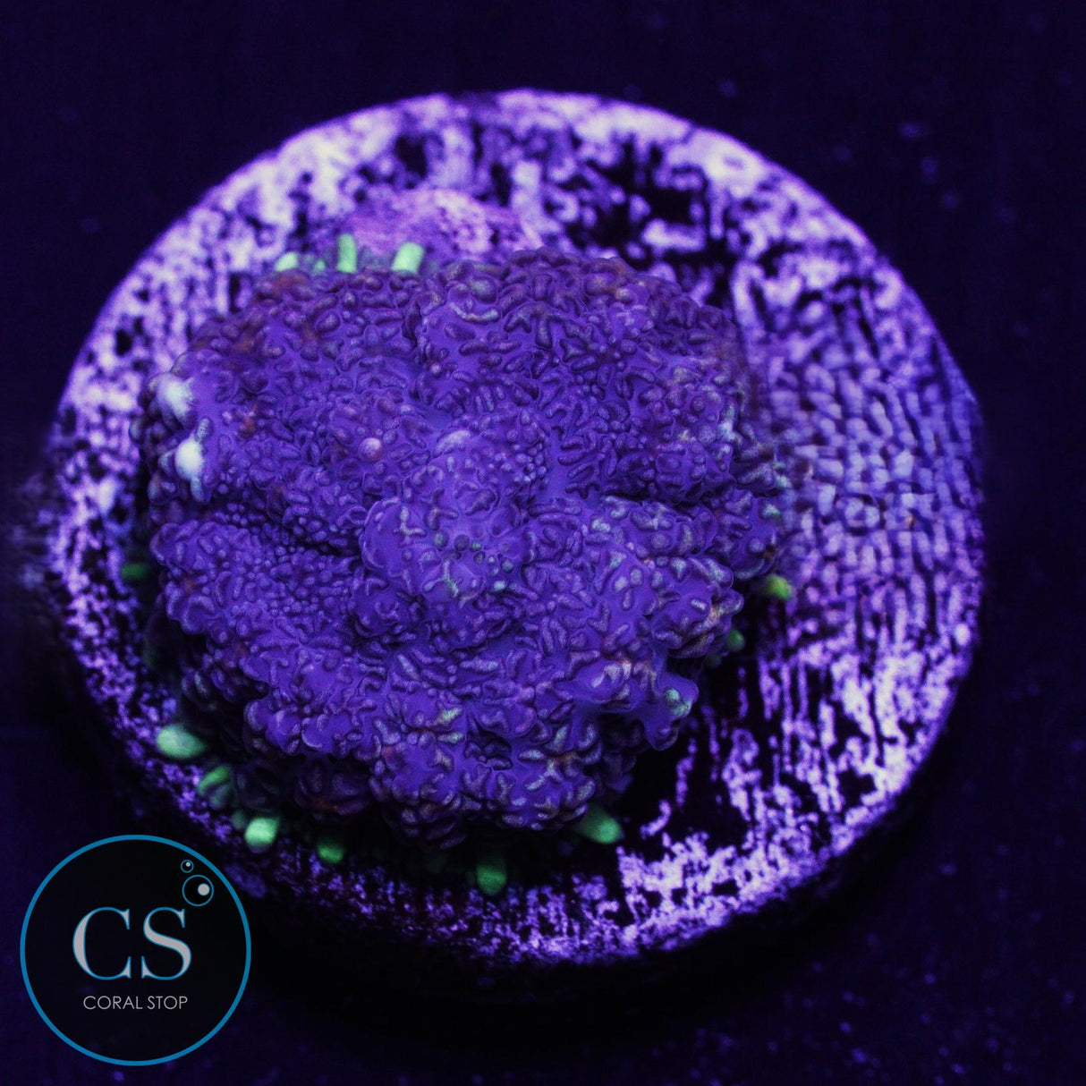 CS Midnight Ember Mushroom