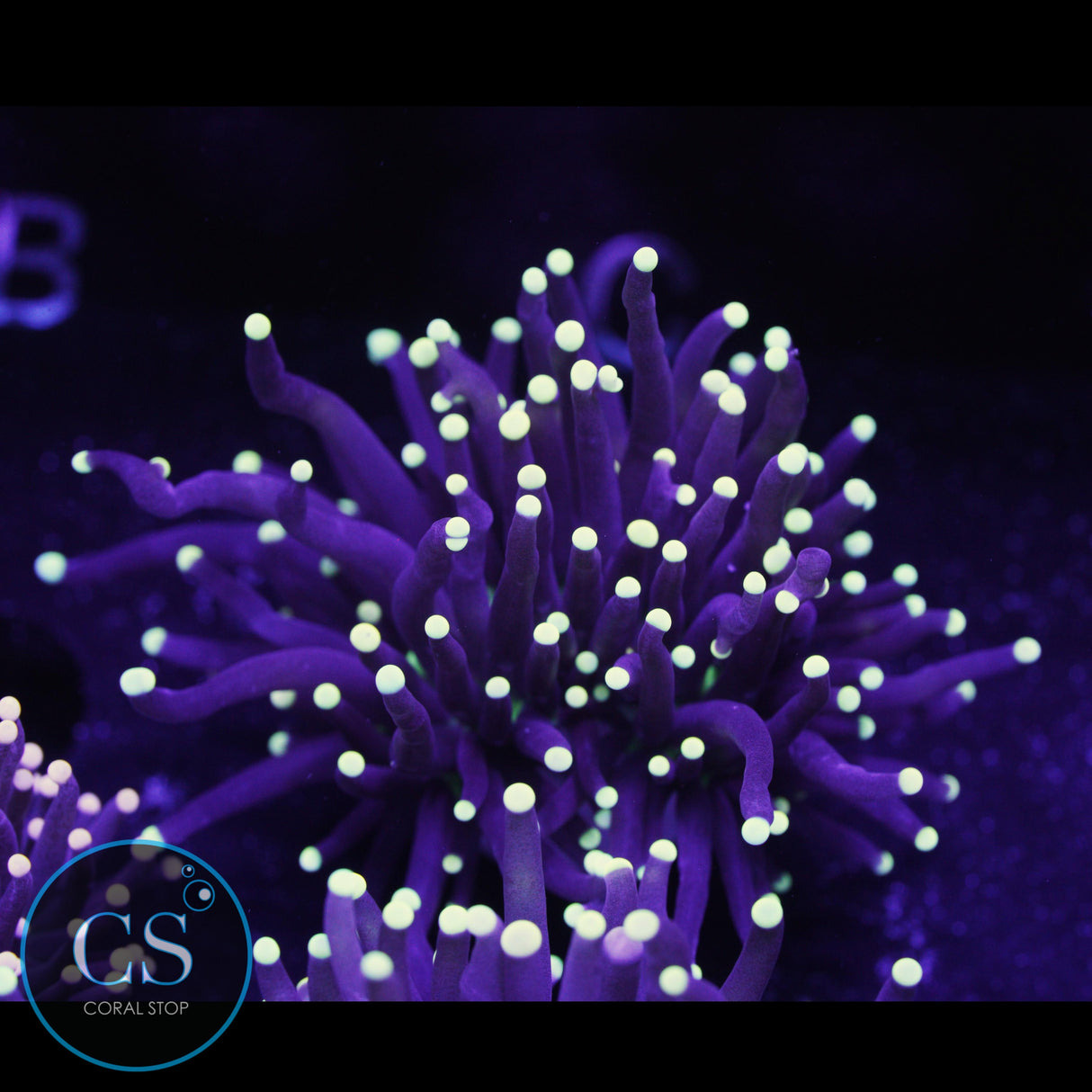 Yellow Tip Joker Torch