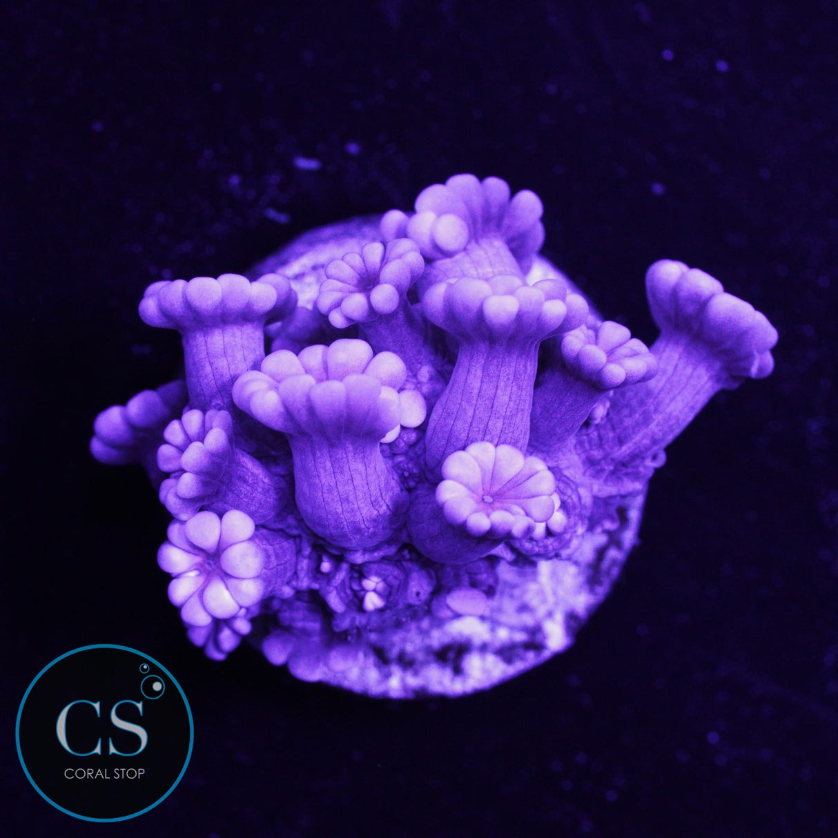 Purple Passion Alveopora