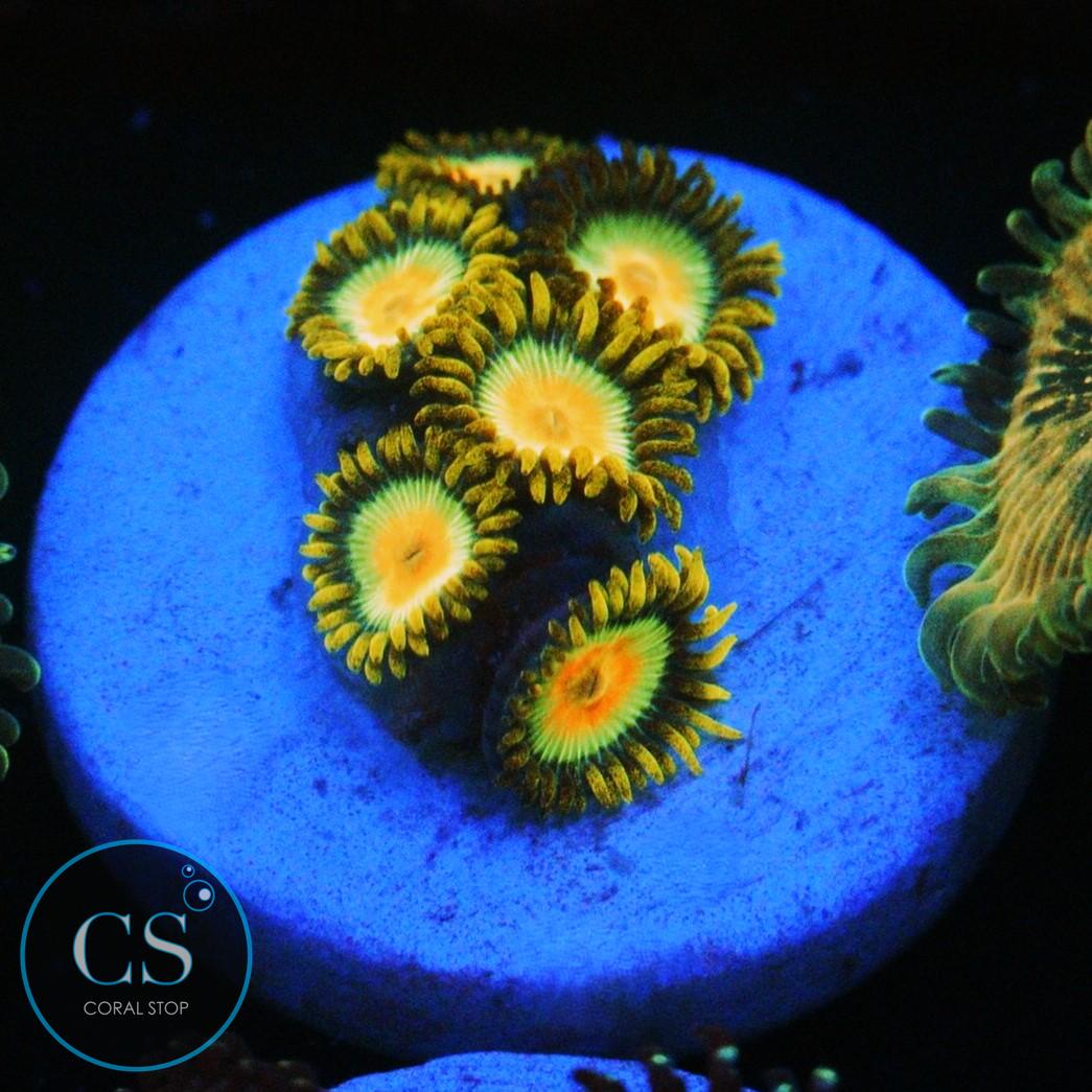 RASTA ZOA