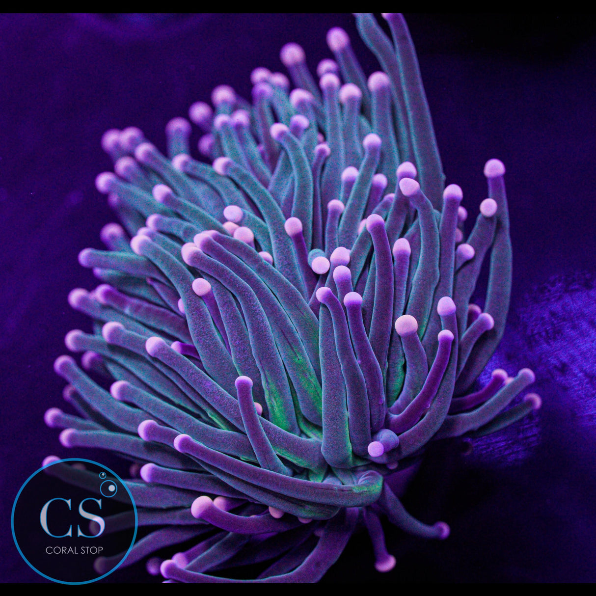 Fairy Godmother Torch