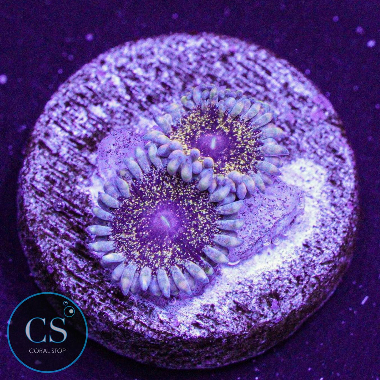 Solar Circus Zoa