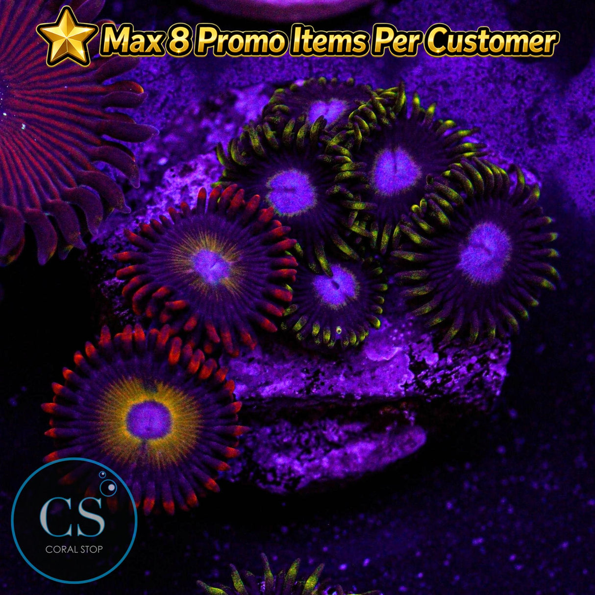 Combo Zoa