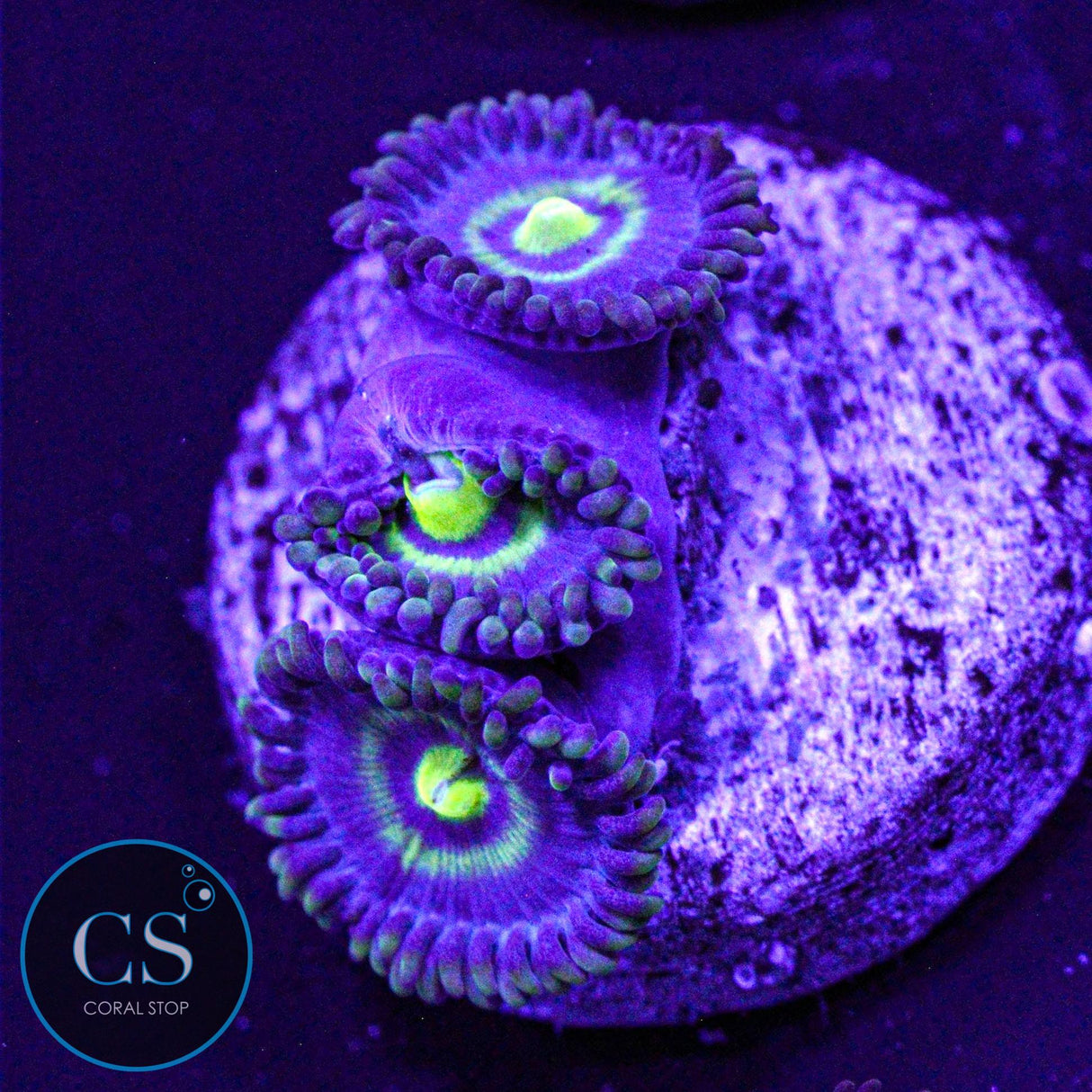 UC Outkast Zoa