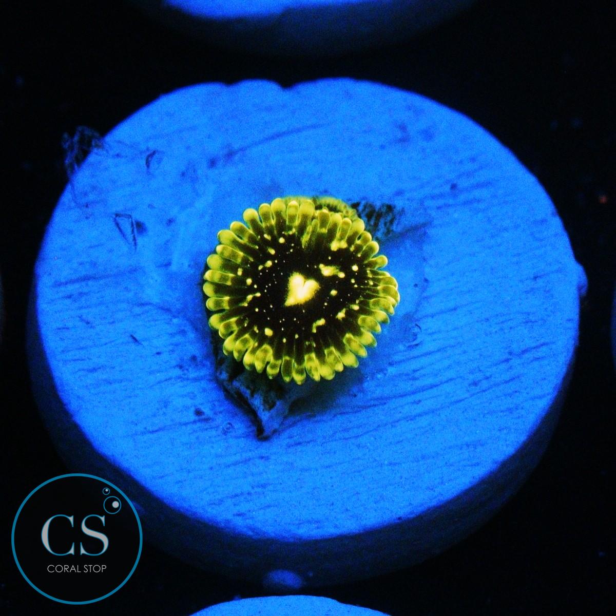 EXOSPHERE ZOA