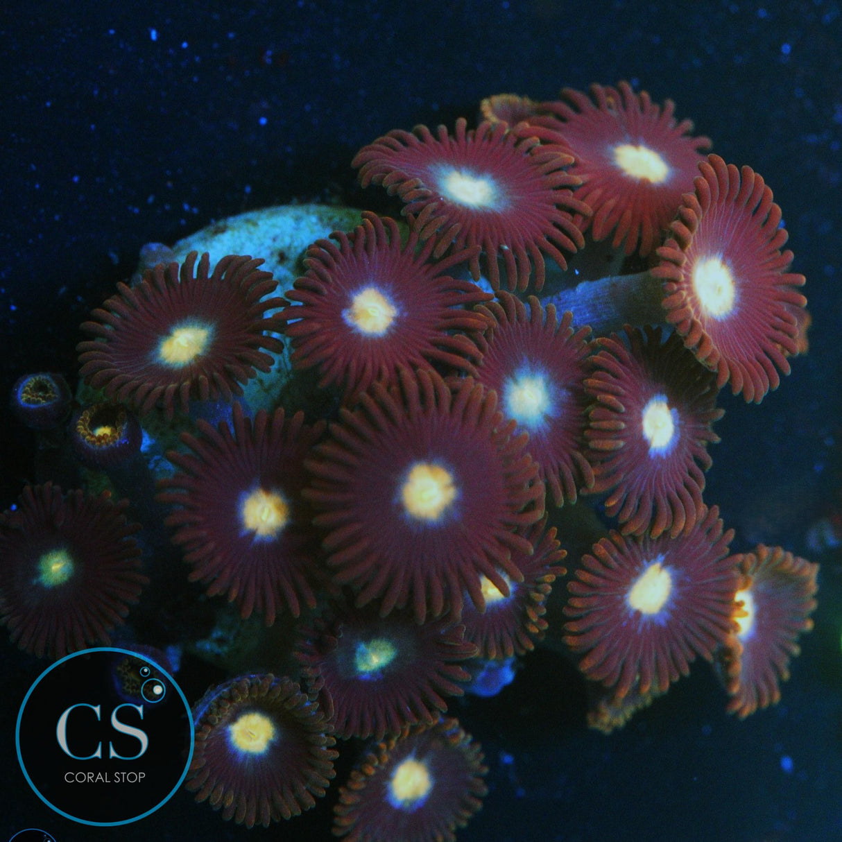 JPS MYSTIQUE ZOA